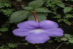 Achimenes longiflora